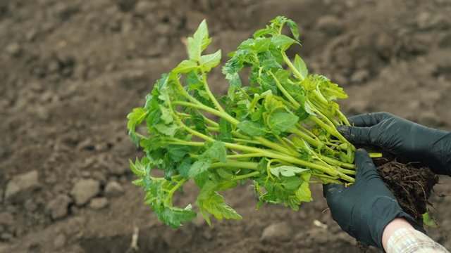 Tomato seedlings in the hands of a farmer