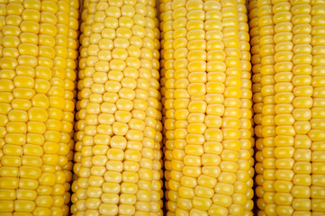 ripe corn cobs texture