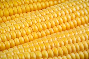 ripe corn texture