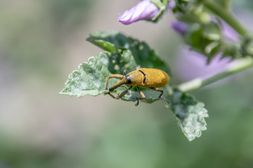 Macrophotography nature - Flower ans insect