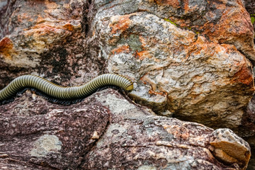 Millipede crawling over rocky ground, Biribiri State Park, Minas Gerais, Brazil