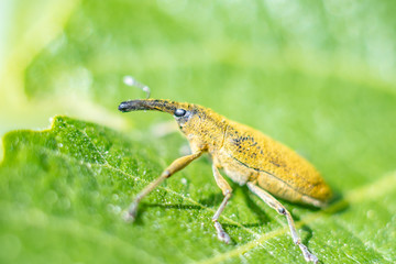 Naklejka premium Macrophotography nature - Flower ans insect