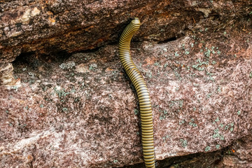 Millipede crawling over rocky ground, Biribiri State Park, Minas Gerais, Brazil

