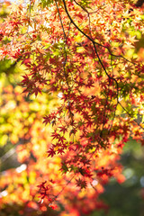 紅葉　秋のイメージ