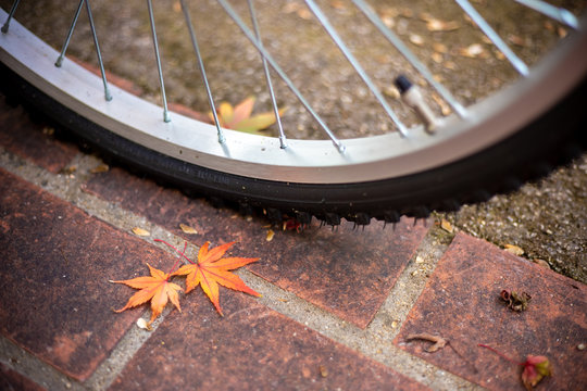 紅葉と自転車　秋のイメージ