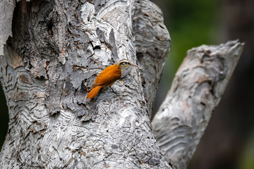 Obraz premium Narrow-billed woodcreeper perched on a grey patterned tree trunk, lookin got the right, Biribiri State Park, Minas Gerais, Brazil