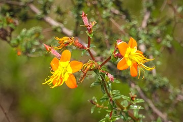 Close up of two orange yellow blossoms against defocused green background, Biribiri State Park, Minas Gerais, Brazil
