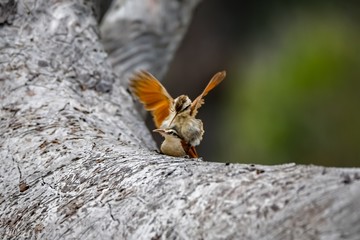Couple of Narrow-billed woodcreeper mating on a grey tree trunk, Biribiri State Park, Minas Gerais, Brazil
