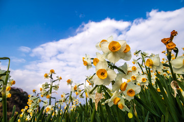 水仙の花　初春イメージ