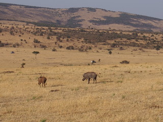 Warthogs on the prairie, Safari, Game Drive, Maasai Mara, Kenya