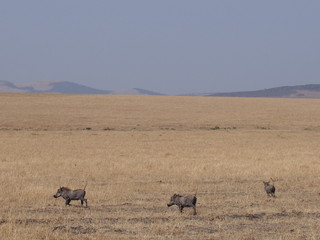 Warthogs on the prairie, Safari, Game Drive, Maasai Mara, Kenya