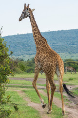 A Rothschild Giraffe Walking in Masai Mara, Kenya on a September evening