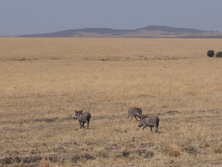 Warthogs on the prairie, Safari, Game Drive, Maasai Mara, Kenya