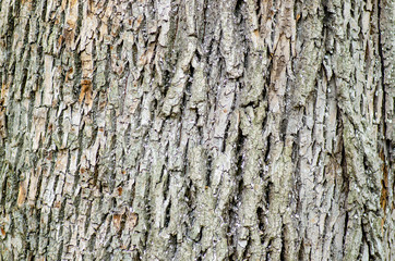 Bark of tree macro textured background natural material