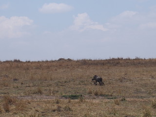 Warthogs on the prairie, Safari, Game Drive, Maasai Mara, Kenya
