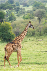 A Rothschild Giraffe Walking in Masai Mara, Kenya on a September evening