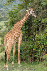 Naklejka na ściany i meble A Rothschild Giraffe Grazing in Masai Mara, Kenya on a September evening