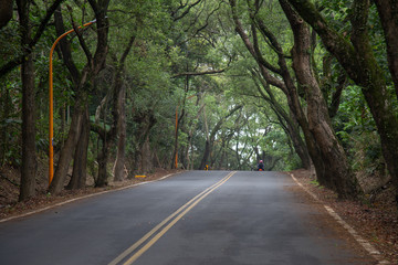 Obraz premium A Curvy Road Of Fresh Green. April 25,2020. At Nantou Jiji Green tunnel- Taiwan.