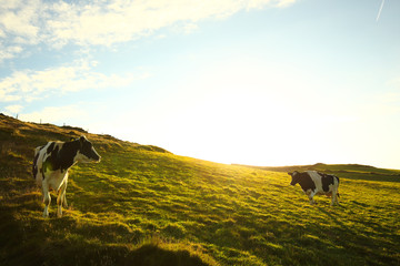 Manx cows