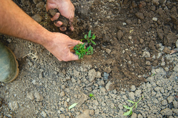 Farmer planting tomatoes seedling in organic garden