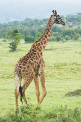Naklejka na ściany i meble A Rothschild Giraffe Walking in Masai Mara, Kenya on a September evening