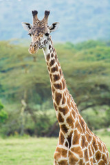 A Rothschild Giraffe in Masai Mara, Kenya on a September evening