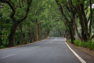 A Curvy Road Of Fresh Green. April 25,2020. At Nantou Jiji Green tunnel- Taiwan.