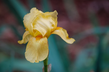 Yellow flower blooming
