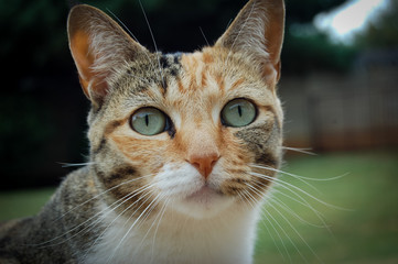 Cat in the garden