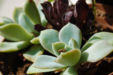 Succulents in pots