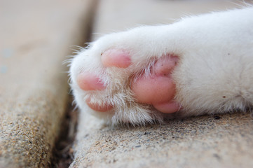 Cat paw