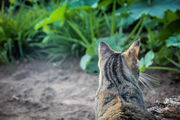 Cat in garden bed