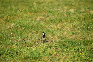 Bird on green gras