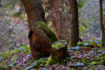 Dziwny pień. © Adam