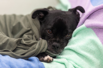 犬の動作　寒い