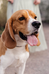 dog breed Beagle close up walking on the street