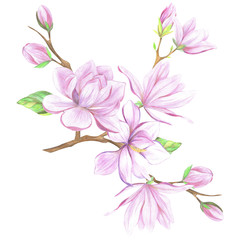 Pink magnolia flowers and leaves. Branch with pink flowers.