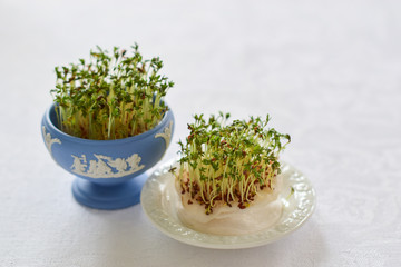 fresh herbs in a bowl