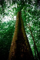 Árbol visto desde abajo