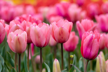 チューリップの花　春イメージ