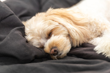 人気犬種　キャバプー　眠り