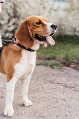 dog breed Beagle close up walking on the street