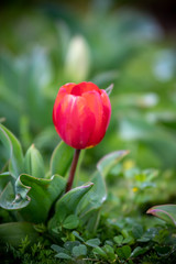 チューリップの花　春イメージ