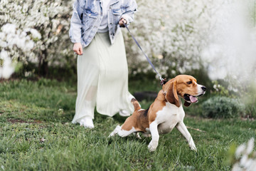 girl walks with Beagle dog