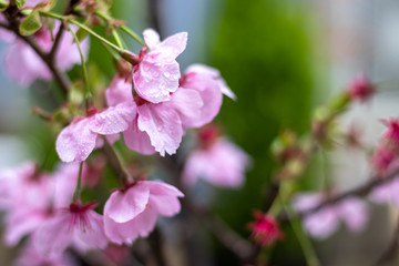 桜の花　春イメージ