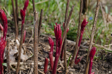 Photo of young sprouts of peonies in early spring