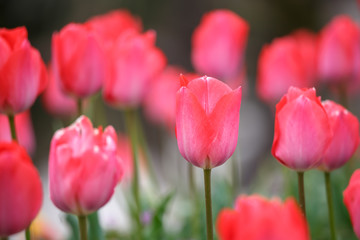 チューリップの花　春イメージ