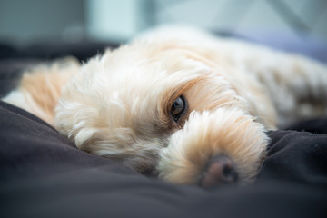 人気犬種　キャバプー　眠り