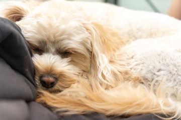 人気犬種　キャバプー　眠り