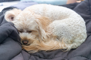 人気犬種　キャバプー　眠り